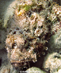 Scorpionfish by Robert Michaelson 